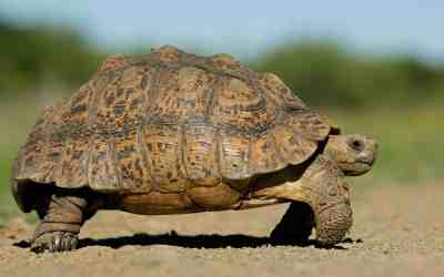 The Tortoise Release Method: Why Slow and Steady Beats Rapid Release 